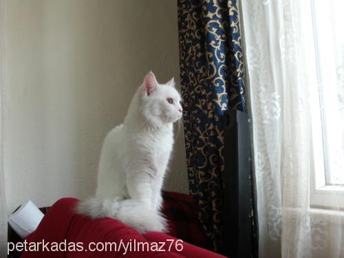 pamuk Dişi Ankara Kedisi (Angora)