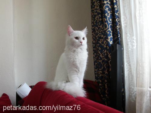 pamuk Dişi Ankara Kedisi (Angora)