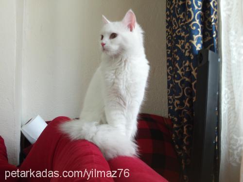 pamuk Dişi Ankara Kedisi (Angora)