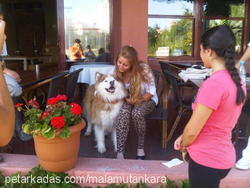 ranger Erkek Alaskan Malamute