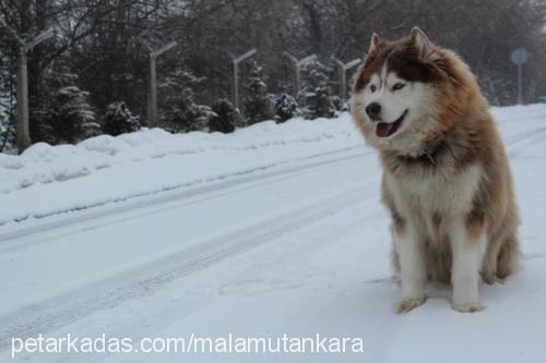 ranger Erkek Alaskan Malamute