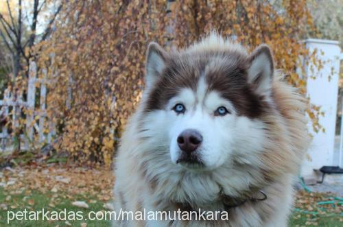 ranger Erkek Alaskan Malamute