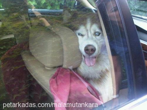 ranger Erkek Alaskan Malamute