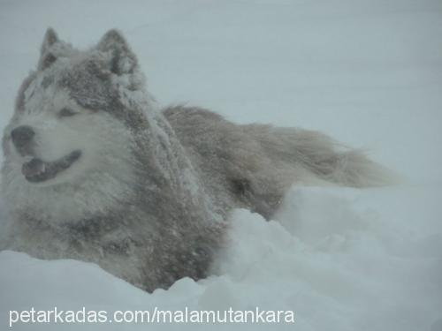 ranger Erkek Alaskan Malamute