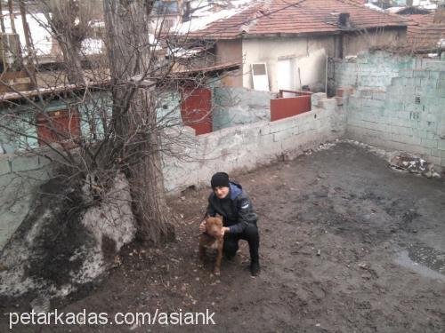 ateş Erkek Amerikan Pitbull Terrier