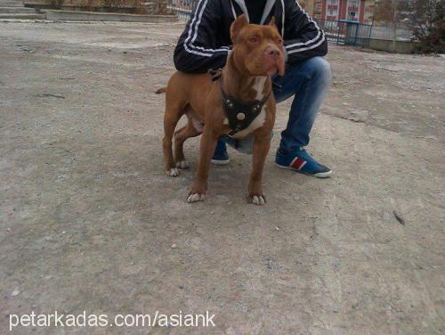 ateş Erkek Amerikan Pitbull Terrier