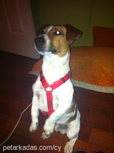 dexter Erkek Jack Russell Terrier