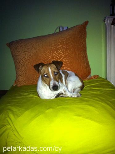 dexter Erkek Jack Russell Terrier