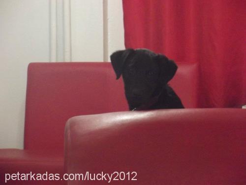 lucky2012 Dişi Labrador Retriever