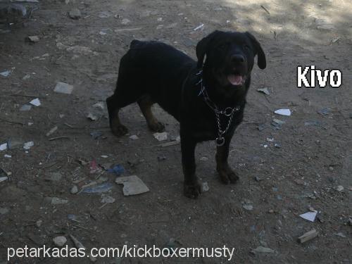 kivanç Erkek Rottweiler