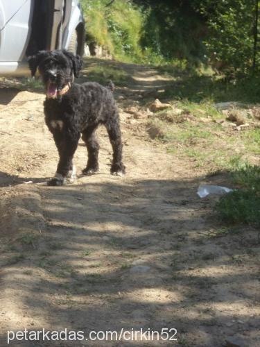 çirkin Dişi Glen of Imaal Terrier