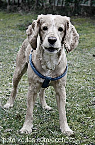 robin Erkek İngiliz Cocker Spaniel