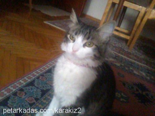 karakız Dişi Maine Coon