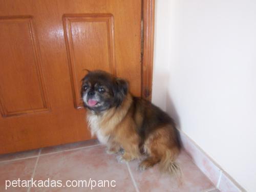 panço Erkek Pekingese