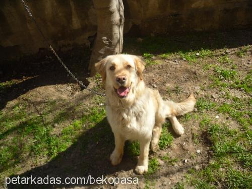 paŞa Erkek Golden Retriever