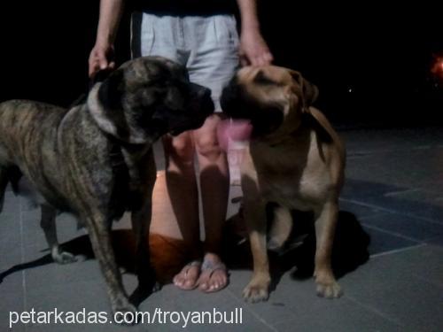 aisa.de.troy Dişi Mastiff