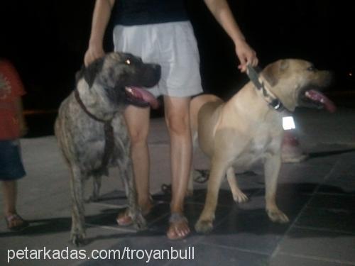 aisa.de.troy Dişi Mastiff