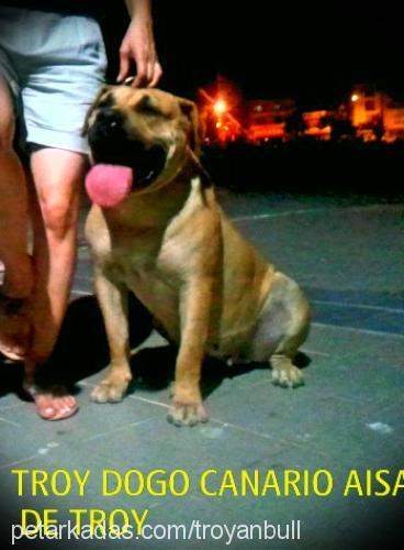 aisa.de.troy Dişi Mastiff