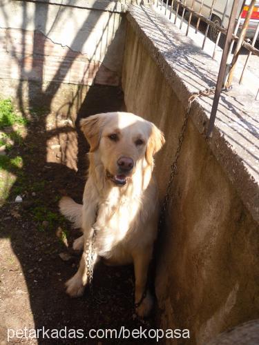 paŞa Erkek Golden Retriever