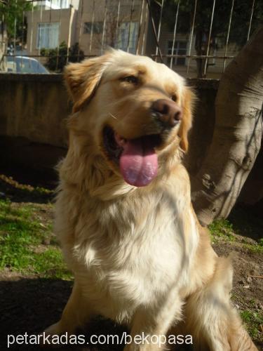 paŞa Erkek Golden Retriever