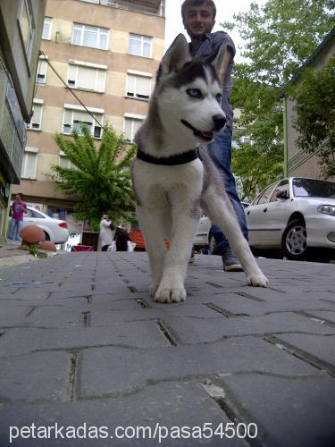 pa$a Erkek Sibirya Kurdu (Husky)