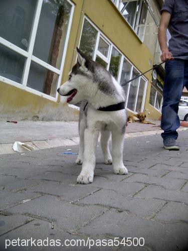 pa$a Erkek Sibirya Kurdu (Husky)