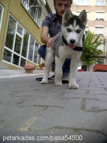 pa$a Erkek Sibirya Kurdu (Husky)