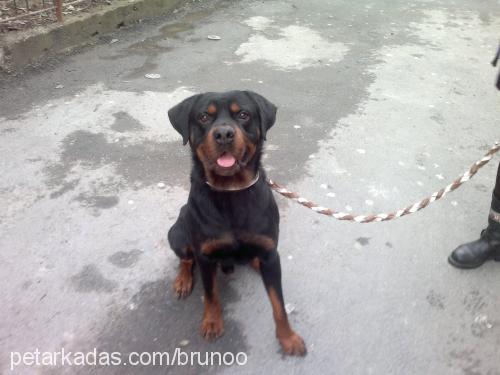 bruno Erkek Rottweiler