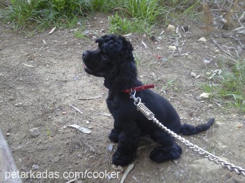 oscar Erkek Amerikan Cocker Spaniel