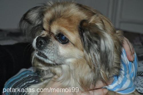 memoli Erkek Tibetli Spaniel