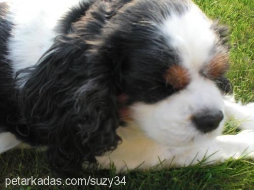 suzy Dişi Cavalier King Charles Spanieli