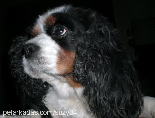 suzy Dişi Cavalier King Charles Spanieli