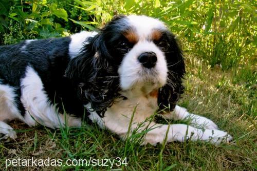 suzy Dişi Cavalier King Charles Spanieli