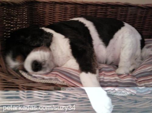 suzy Dişi Cavalier King Charles Spanieli