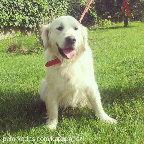 chanel Dişi Golden Retriever