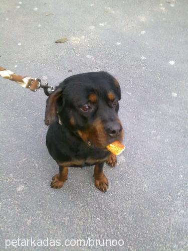 bruno Erkek Rottweiler