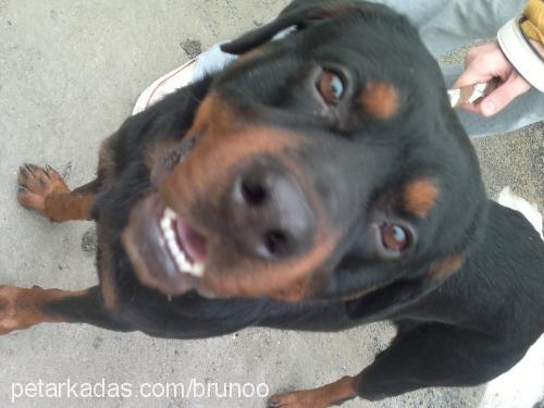 bruno Erkek Rottweiler