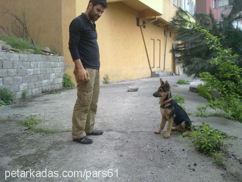 pars Dişi Alman Çoban Köpeği