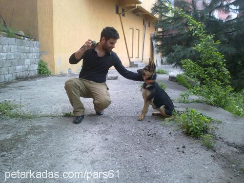 pars Dişi Alman Çoban Köpeği