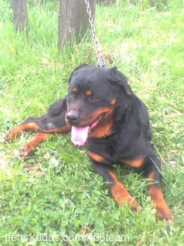 ıvankov Dişi Rottweiler