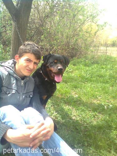 ıvankov Dişi Rottweiler