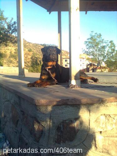 ıvankov Dişi Rottweiler