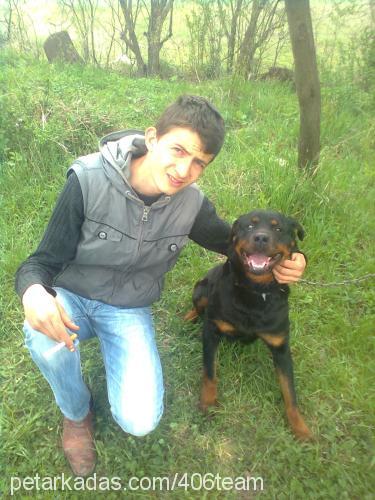 ıvankov Dişi Rottweiler