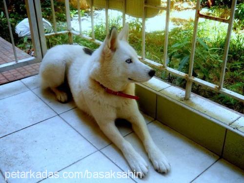 diva Dişi Alaskan Malamute