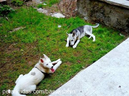 diva Dişi Alaskan Malamute