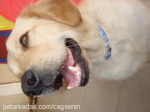 cody Erkek Golden Retriever