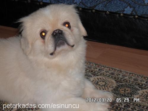 maço Erkek Pekingese