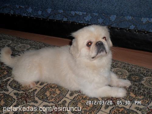 maço Erkek Pekingese