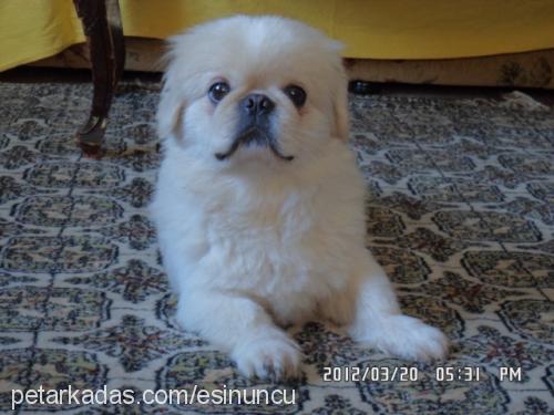 maço Erkek Pekingese