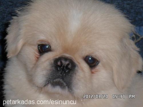 maço Erkek Pekingese